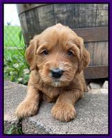 Haven Bayou pups 4 wks old 111