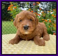 Haven Bayou pups 4 wks old 121