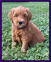 Haven Bayou pups 5 wks old 111