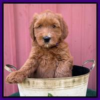 Haven Bayou pups 6 wks old 131