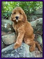Haven Bayou pups 8 wks old 10!100