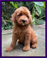 Haven Bayou pups 8 wks old 9!100