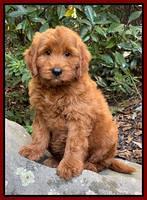 Wong Family "Hampton" 8 week weight 11 lb 14 oz