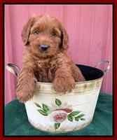 Haven Bayou pups 6 wks old 141