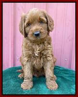 Haven Bayou pups 6 wks old 151