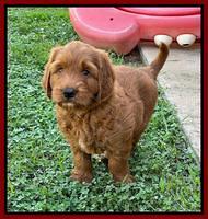Haven Bayou pups 7 weeks old 171