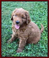 Haven Bayou pups 7 wks old 131