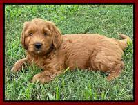 Haven Bayou pups 7 wks old 151