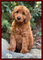 Haven Bayou pups 8 wks old 23000