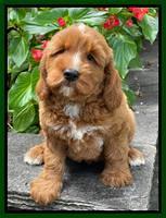 Buttofucco family: Whiskey 8 week weight 12 lbs  10 oz