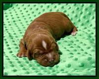 Haven Bayou pups 1 week old 71