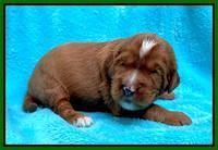Haven Bayou pups 2 wks old 111