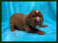 Haven Bayou pups 2 wks old 121