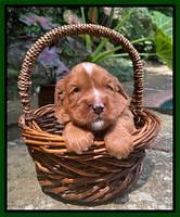 Haven Bayou pups 3 wks old 191