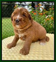 Haven Bayou pups 4 wks old 201