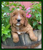 Haven Bayou pups 5 wks old 171