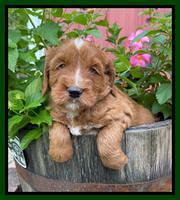 Haven Bayou pups 5 wks old 181