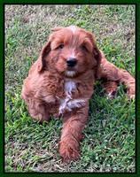 Haven Bayou pups 7 wks old 181