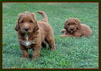 Haven Bayou pups 7 wks old 201
