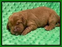 Haven Bayou pups 1 week old 61