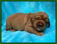 Haven Bayou pups 2 wks old 131