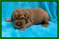 Haven Bayou pups 2 wks old 141