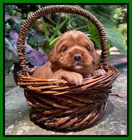 Haven Bayou pups 3 wks old 231