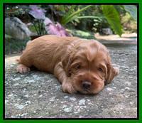 Haven Bayou pups 3 wks old 261