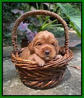 Haven Bayou pups 3 wks old 271