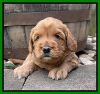 Haven Bayou pups 4 wks old 221