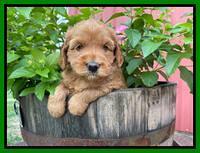 Haven Bayou pups 5 wks old 231