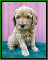 Haven Bayou pups 6 wks old 251