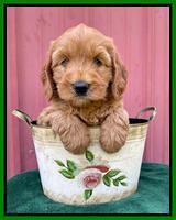 Haven Bayou pups 6 wks old 261