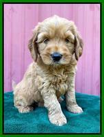 Haven Bayou pups 6 wks old 271