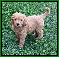 Haven Bayou pups 7 wks old 231