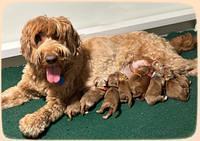 Haven Gambler newborn group 21