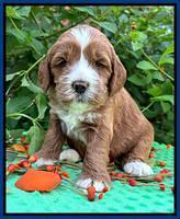 Haven Gambler 4 weeks individual 11