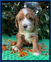 Haven Gambler 4 weeks individual 31