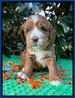Haven Gambler 4 weeks individual 41