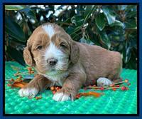 Haven Gambler 4 weeks individual 51
