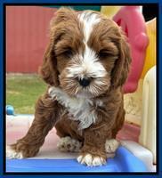 Haven Gambler 7 weeks individual 21