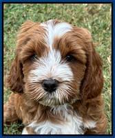 Haven Gambler 7 weeks individual 41