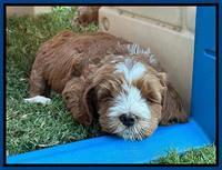 Haven Gambler 7 weeks individual 71