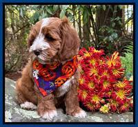 Haven Gambler 8 weeks individual 16382