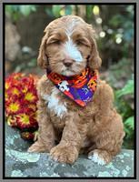 Krumpler family:  “SONNY “8 week Weight: 11 lb 3 oz