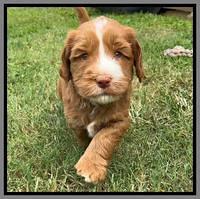 Haven Gambler 5 weeks individual 581