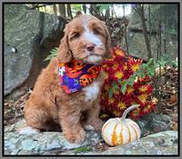 Haven Gambler 8 weeks individual 271