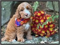 Haven Gambler 8 weeks individual 291