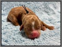 Haven Gambler newborn individual 241