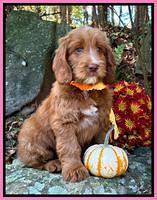 McKean family: ELLA 8 week weight 13 lb 1 oz